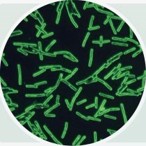 芽孢桿菌 芽孢桿菌