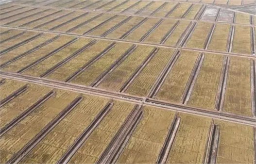 鹽堿地治理 鹽堿地治理